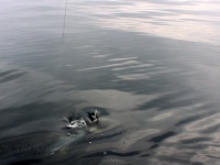 Foto de pesca con mosca