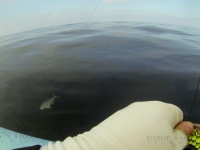 Foto de pesca con mosca