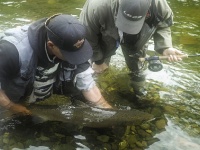Fly fishing picture
