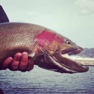 Fly fishing picture