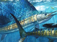Fly fishing picture