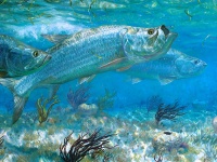 Fly fishing picture