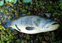 Tajamar, Ceibas, Entre Rios, Argentina