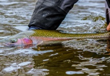 Tom Ballard 's Fly-fishing Image of a Steelhead – Fly dreamers 