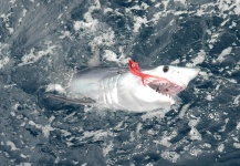 Fly-fishing Pic of Sharks shared by Luke Alder – Fly dreamers 
