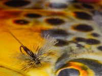 Fly fishing picture