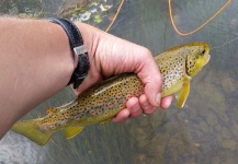 Andre Brasse 's Impressive Fly-fishing Situation Photo – Fly dreamers 