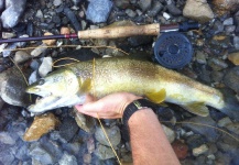 Fly-fishing Image of Marble Trout shared by Miha Lenic – Fly dreamers