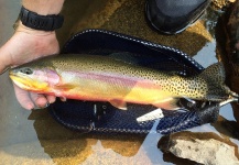 Joe Crowell 's Fly-fishing Image of a California golden trout – Fly dreamers 