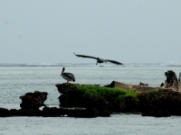 Pelicanos al amanecer