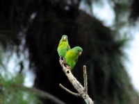 Loros - Gamboa
