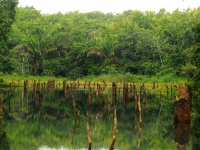 Lago Gatún