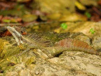 Pequeño lagarto, no se su nombre