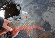  Mira esta Interesante foto de Pesca con Mosca de Anders Olsson