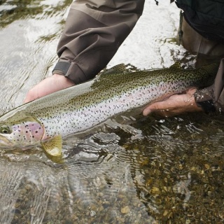 Fly fishing picture
