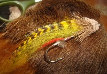  Imagen de atado de moscas para Sea-Trout (Trucha Marrón Anádroma) por Diego Delbaldo – Fly dreamers