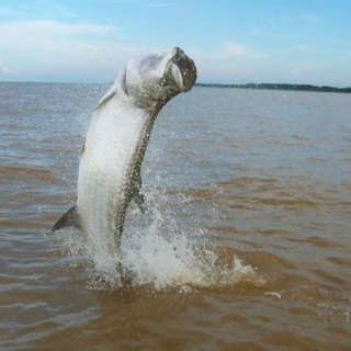 Fly fishing picture