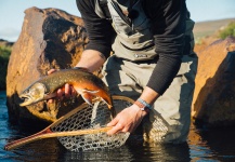 Cool Fly-fishing Situation of Arctic Char - Photo shared by Brothers On The Fly – Fly dreamers 