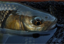 Kuba Hübner 's Fly-fishing Photo of a European chub – Fly dreamers 