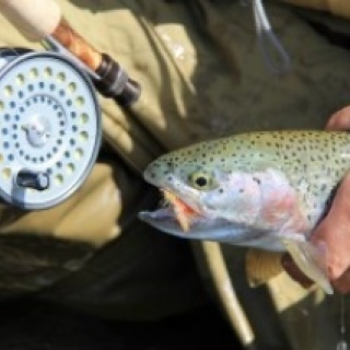 Fly fishing picture