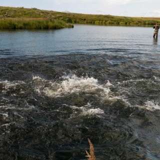 Fly fishing picture