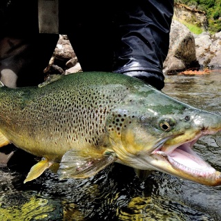 Fly fishing picture