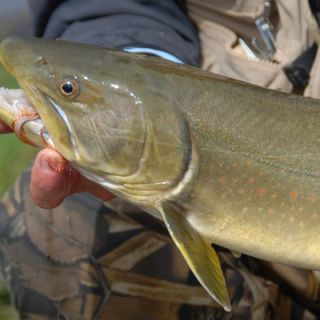 Fly fishing picture
