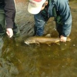 Fly fishing picture