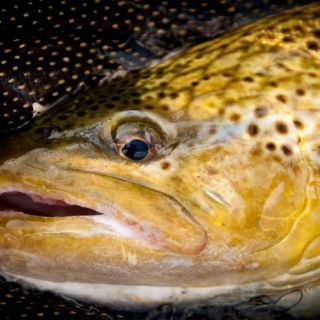 Fly fishing picture