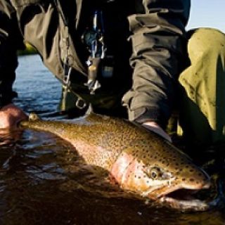 Tikchik Lodge - Rainbowtrout