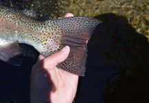  Fotografía de Pesca con Mosca de Trucha arcoiris por Nicolas  Grosz – Fly dreamers