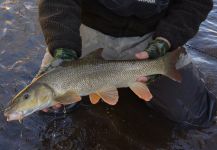  Fotografía de Pesca con Mosca de durgan compartida por Andreas Vendler – Fly dreamers