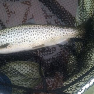 Fly fishing picture