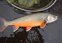 Fly-fishing Pic of Char shared by Kristinn Ingolfsson – Fly dreamers 