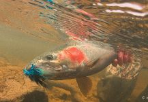 Kevin Feenstra 's Fly-fishing Catch of a Steelhead – Fly dreamers 