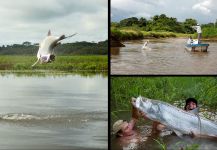  Tarpón – Genial Situación de Pesca con Mosca – Por Fin Chasers Magazine