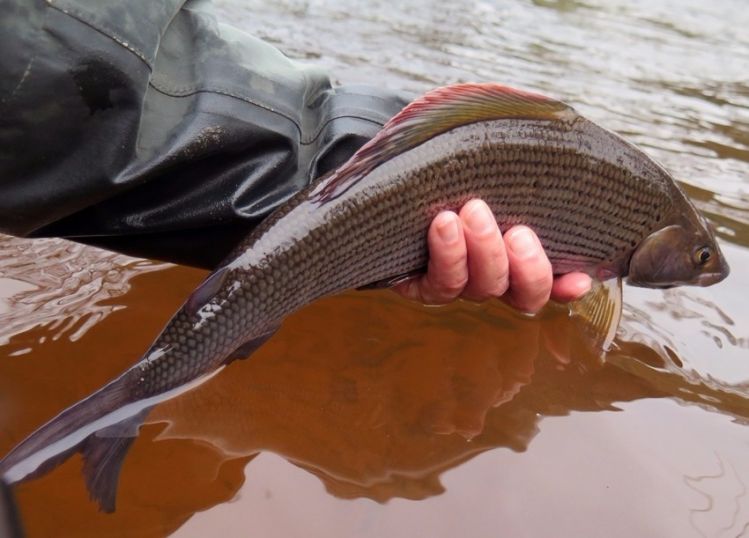 A Grayling from the River Eden in the UK is about to be returned....
