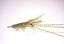  Mosca para Lubina compartida por Jabitxu Baraka – Fly dreamers 