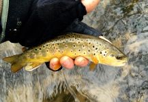 David Henslin 's Fly-fishing Pic of a brown trout – Fly dreamers 