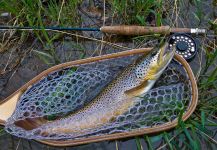 Spring Brown Trout