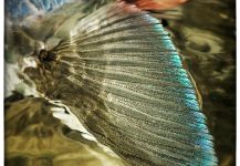  Foto de Pesca con Mosca de Bonefish compartida por Thomas & Thomas Fine Fly Rods – Fly dreamers