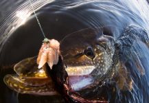 Fly-fishing Image of Pike shared by Kevin Feenstra – Fly dreamers