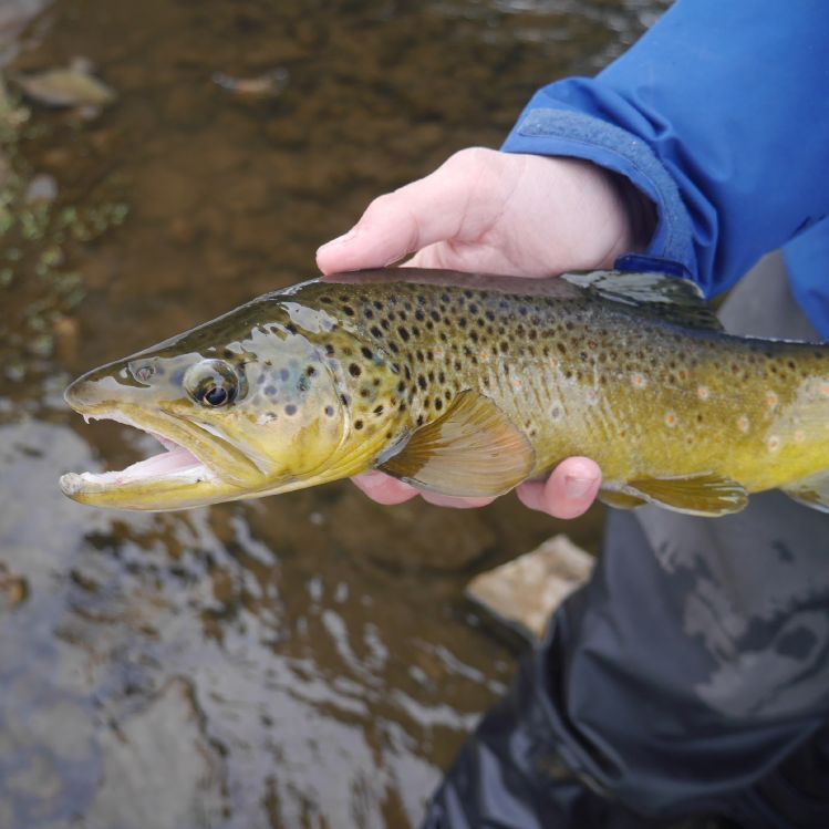 Sight fished this brown last weekend. Had to hike almost 50 yards through waist deep snow to get to the trout.