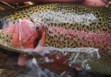 Ben Meadows 's Fly-fishing Photo of a Rainbow trout – Fly dreamers 