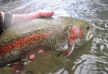 Fly-fishing Picture of Rainbow trout shared by Ben Meadows – Fly dreamers