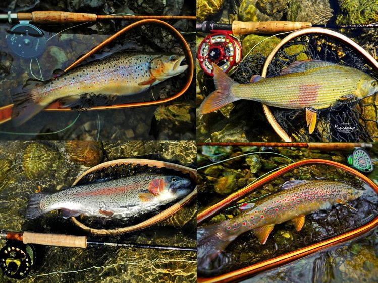 FLYFISHERS OF THE WORLD!
Musicarenje.net organizes flyfishing trips for season 2016 to beautiful Montenegrin rivers-Lim,Tara,Ljucha  Catch wild fish, grayling,trout,huchen. More: www.musicarenje.net