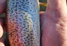 Richard Ruesenberg 's Fly-fishing Catch of a Rainbow trout – Fly dreamers 