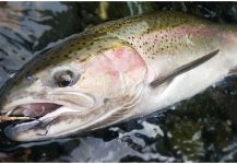 Thomas & Thomas Fine Fly Rods 's Fly-fishing Catch of a Steelhead – Fly dreamers 