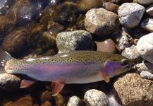 Fly-fishing Picture of Rainbow trout shared by Mike Rahl – Fly dreamers