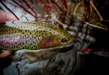 Fly-fishing Photo of Rainbow trout shared by Kevin Feenstra – Fly dreamers 